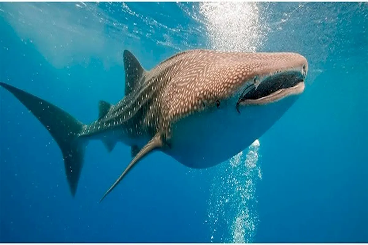 Whale shark swimming in open water