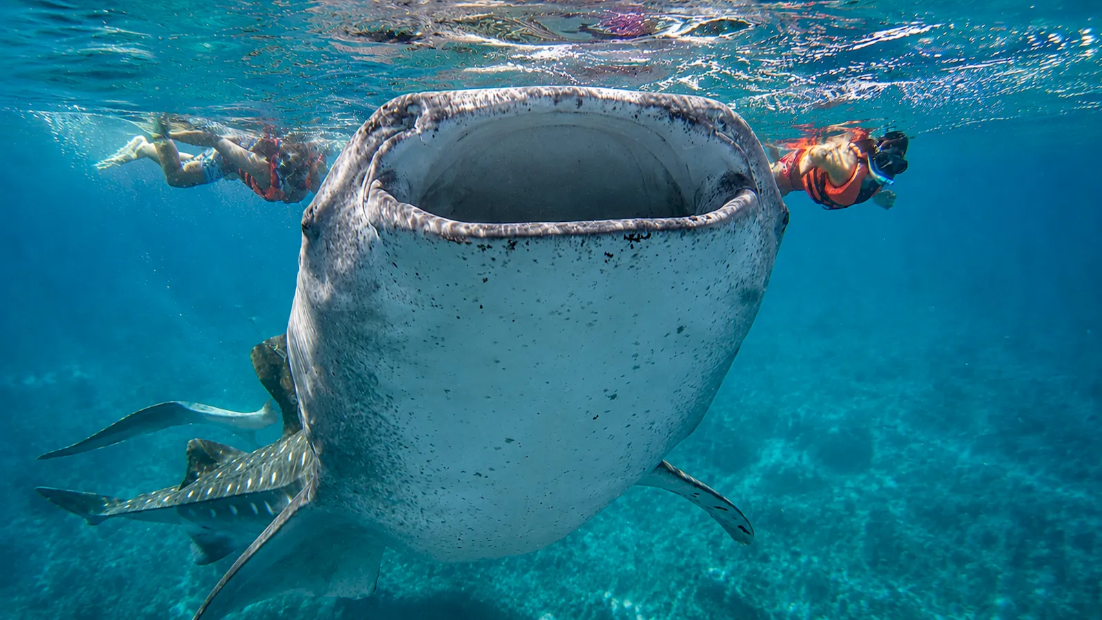 Snorkeler swimming beside a whale shark