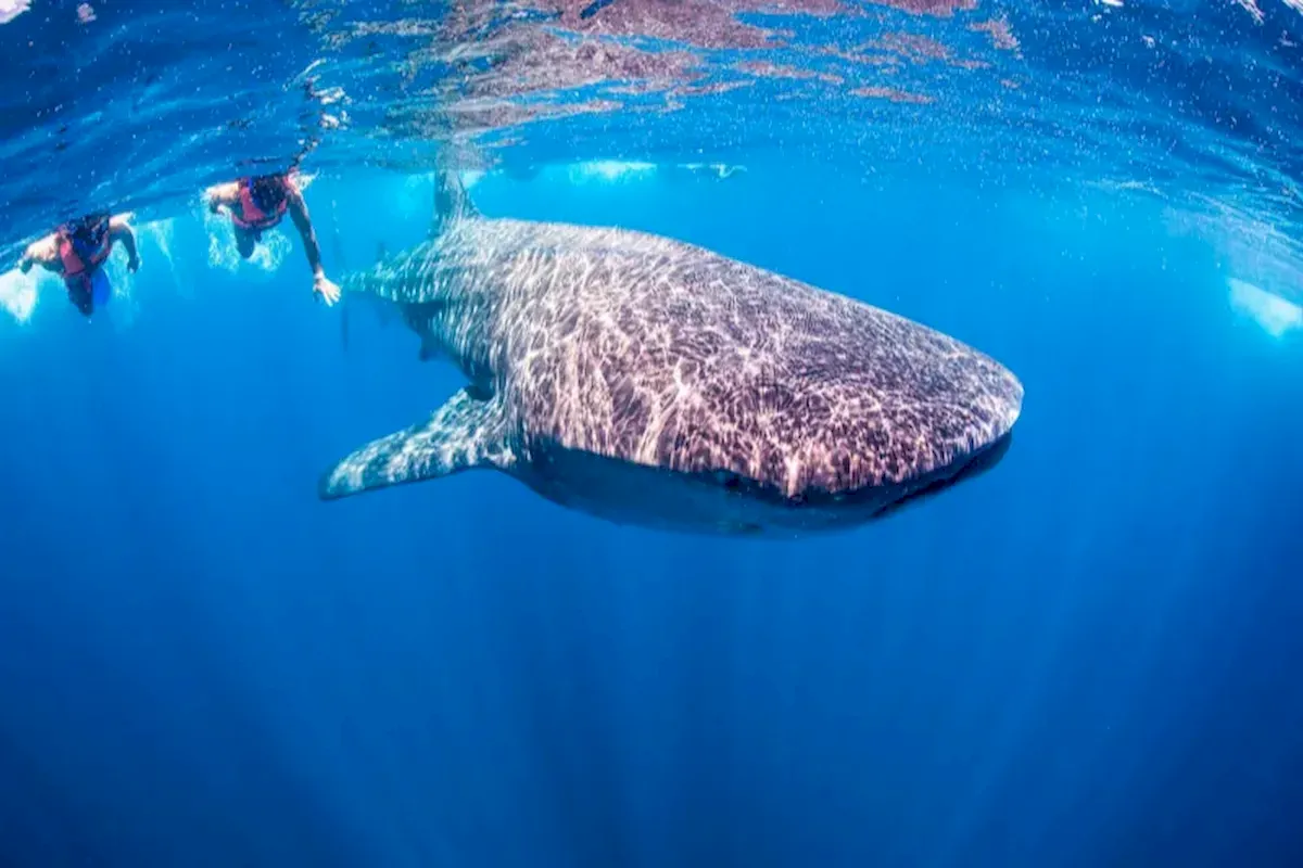 Guests snorkeling above a whale shark