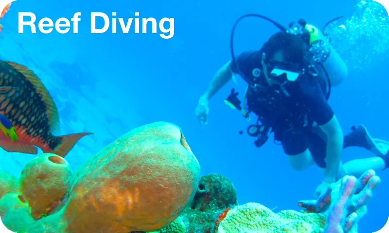 Reef Diving in Isla Mujeres