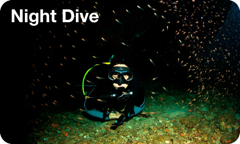Night Dive in Isla Mujeres