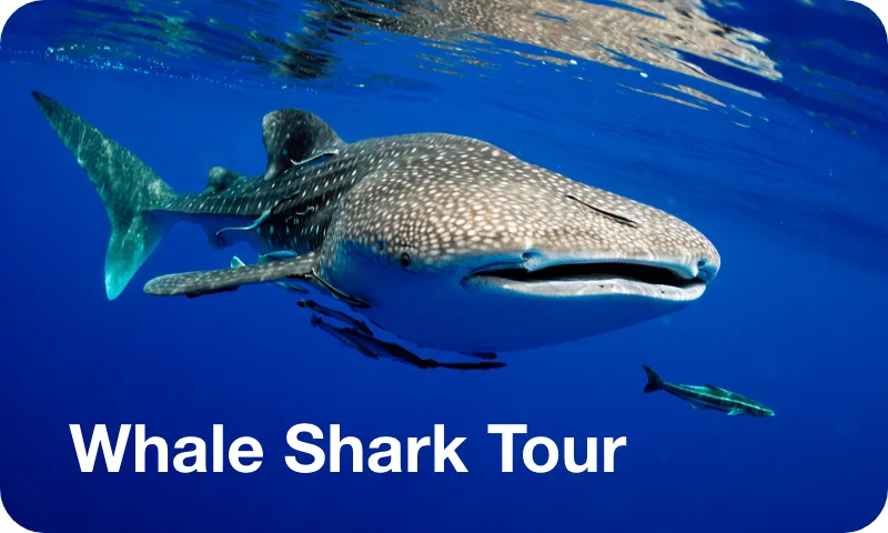 Whale Shark Tour near Isla Mujeres