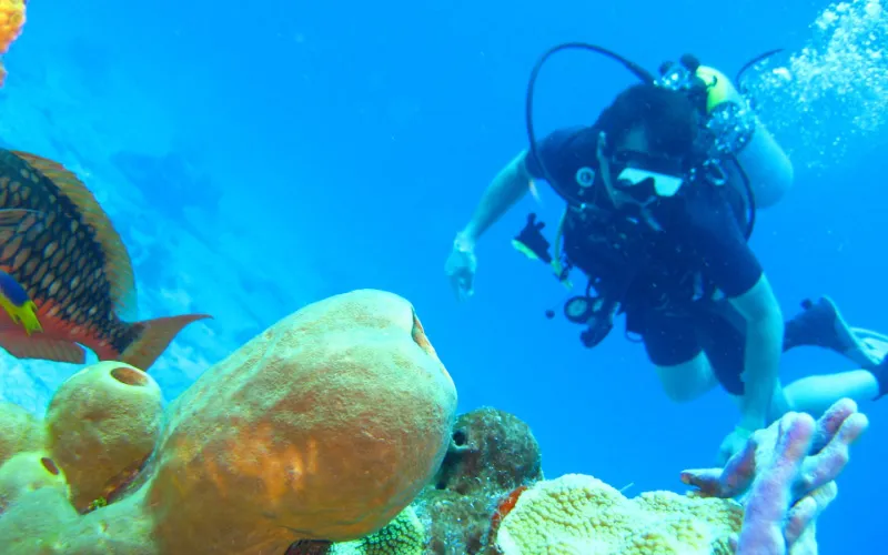 Certified reef diving at Manchones Reef and MUSA