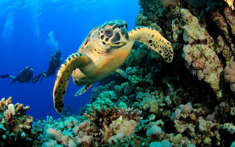 Advanced divers exploring an adventure dive site near Isla Mujeres