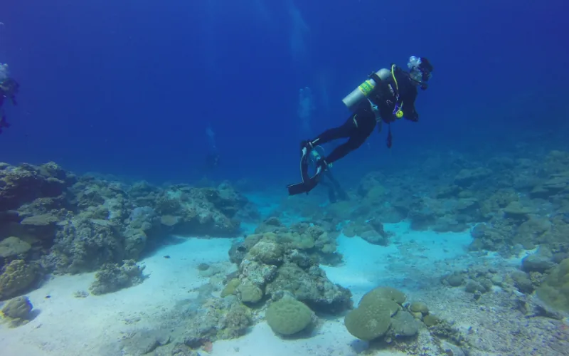 Certified scuba diver exploring coral and marine life at Manchones Reef