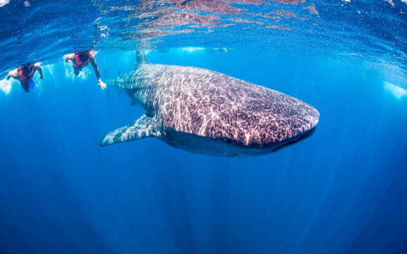 snorkeling with a whale shark