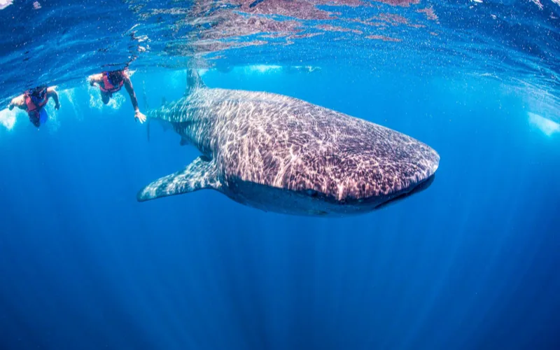 Guest snorkeling respectfully beside a whale shark near Isla Mujeres